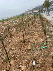 Phường Hùng Thắng tổ chức trồng cây xanh trên địa bàn phường
