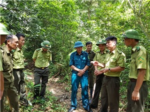 Nỗ lực bảo vệ rừng phòng hộ hồ Yên Lập